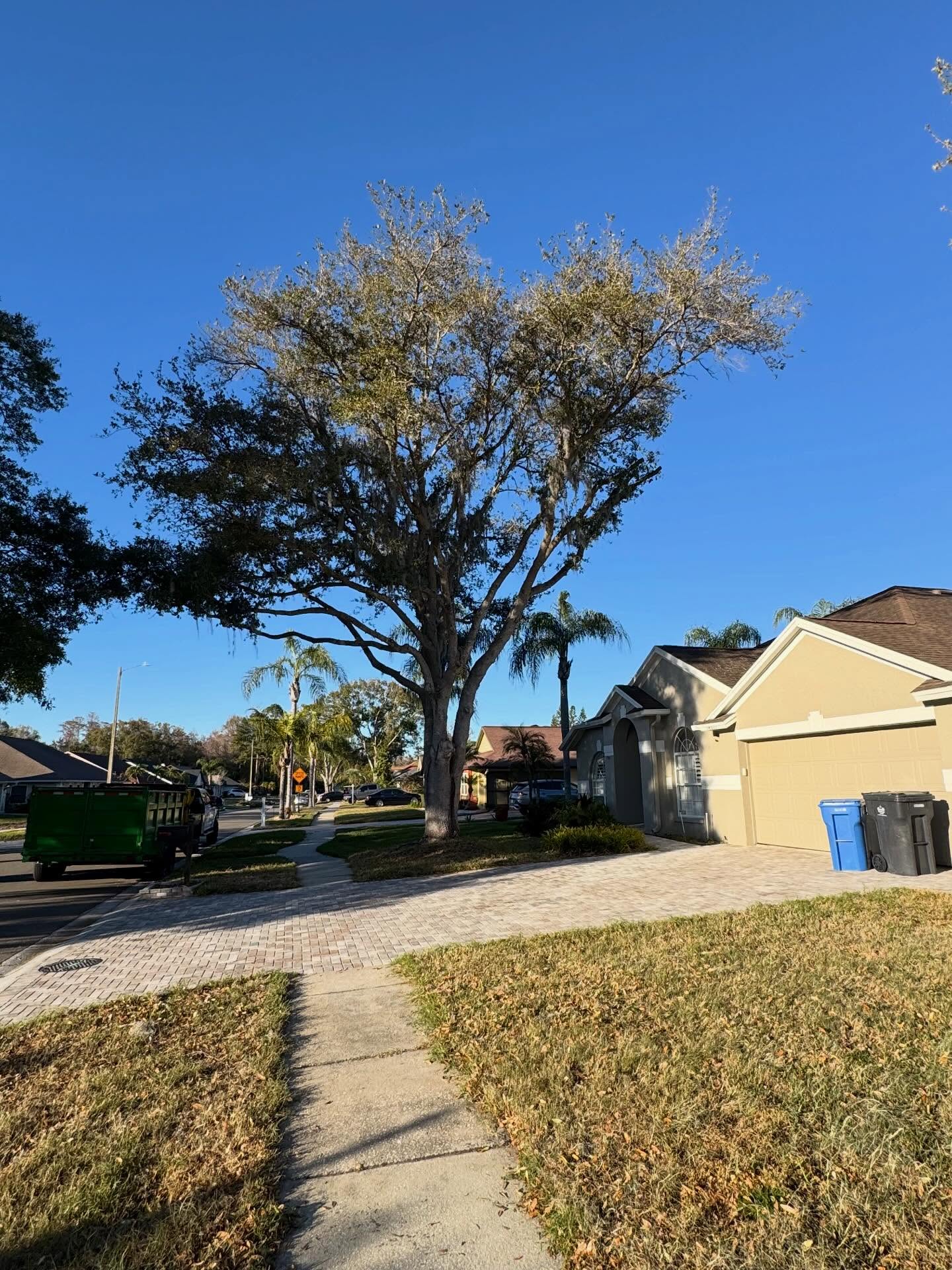 Mature oak after removal and cleanup by Predator Tree Service in Land O' Lakes, FL