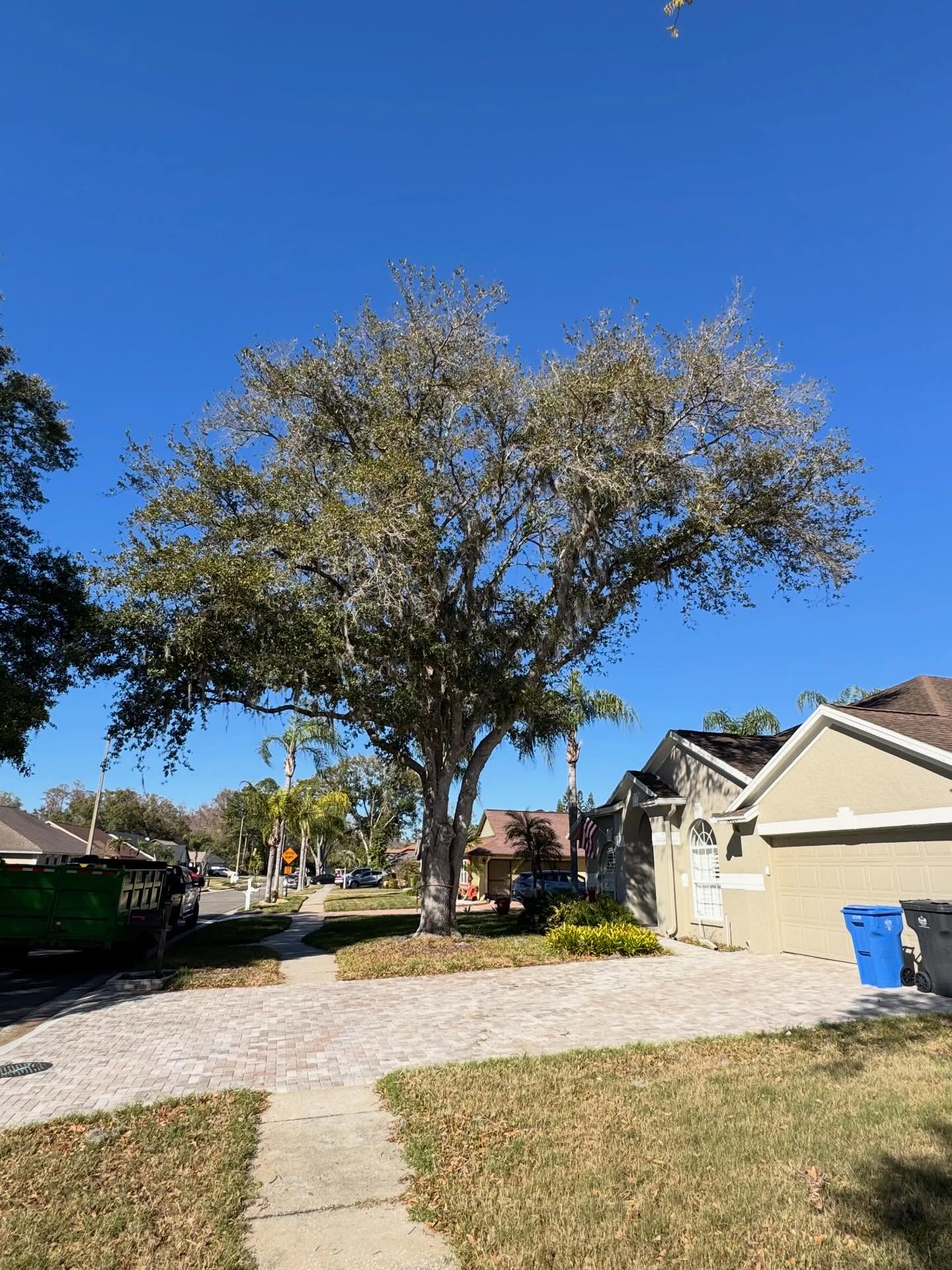 Mature oak before removal by Predator Tree Service in Land O' Lakes, FL